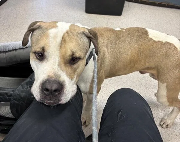 Big Foot thumbnail 2