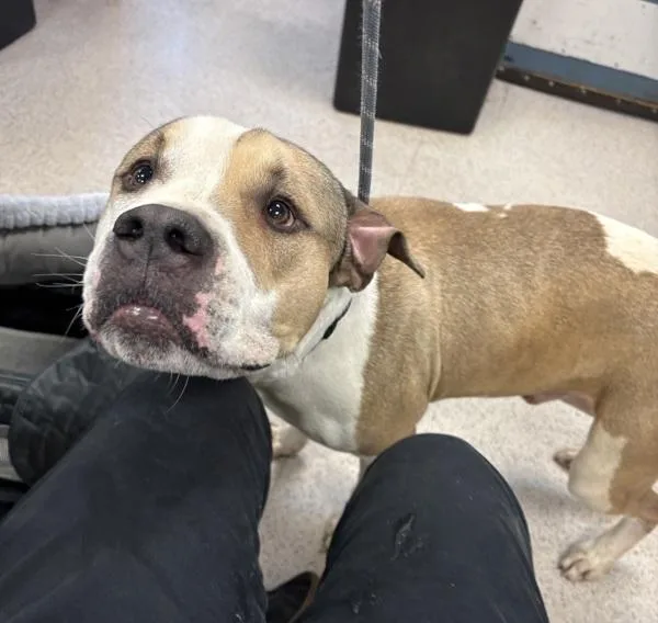 Big Foot thumbnail 3