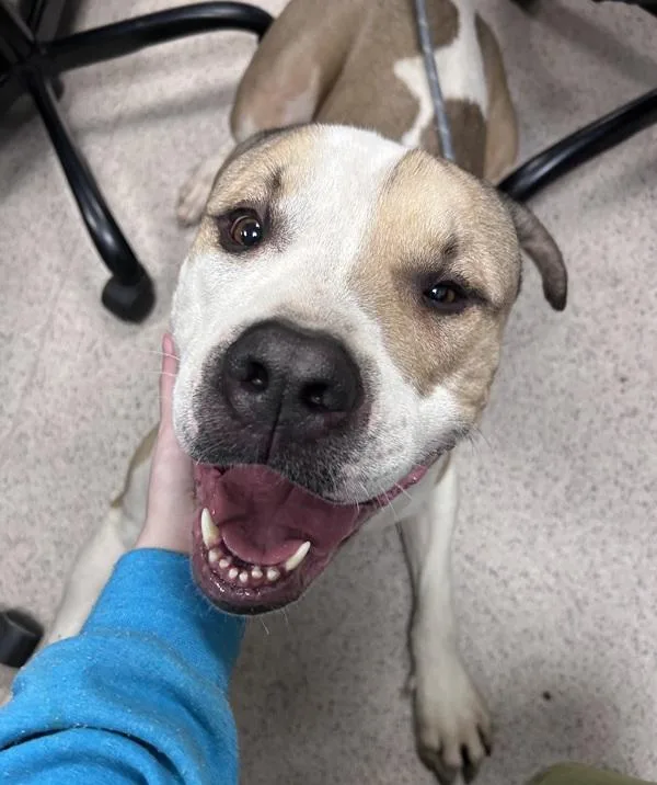 Big Foot thumbnail 4