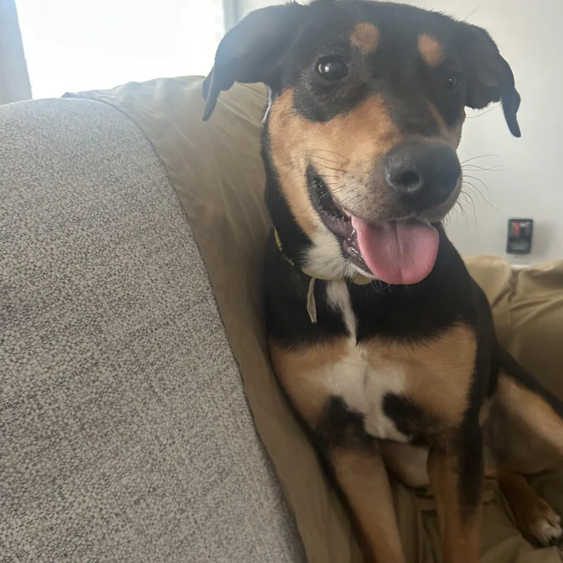 A young medium-sized female Bicolor Shepherd dog named Brownie for adoption in Brookeville, MD