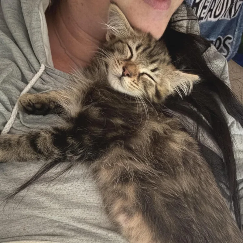 A baby small-sized female Domestic Medium Hair cat named Dorset for adoption in Morrisville, VT