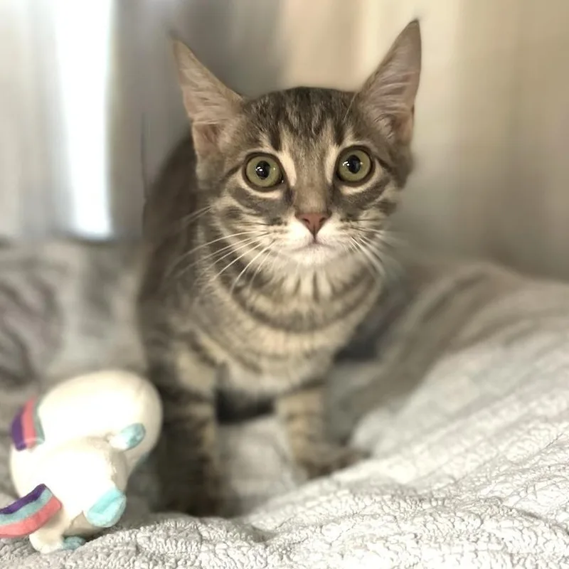 A young medium-sized female Dilute Tortoiseshell Domestic Short Hair cat named Willow for adoption in Greensburg, PA