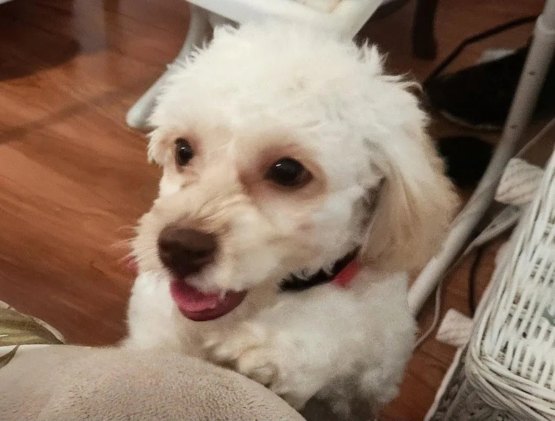 Lola