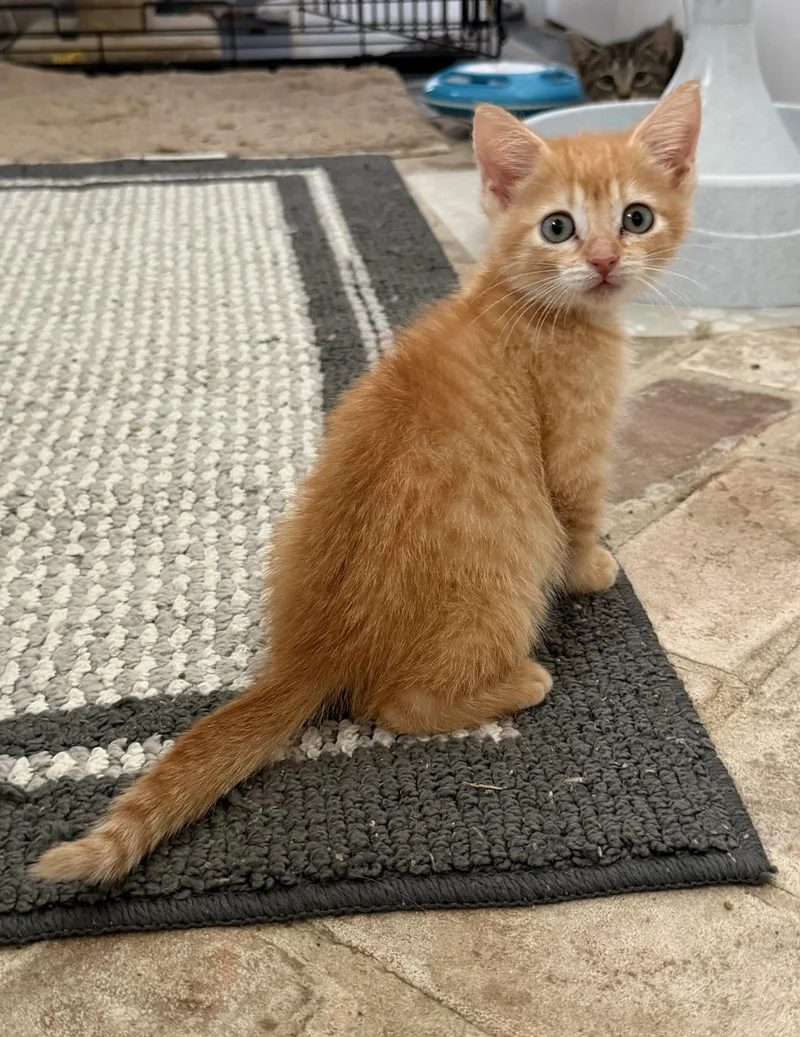 A baby medium-sized female Orange & White Domestic Short Hair cat named Nurse Dana  Riley for adoption in Spring, TX