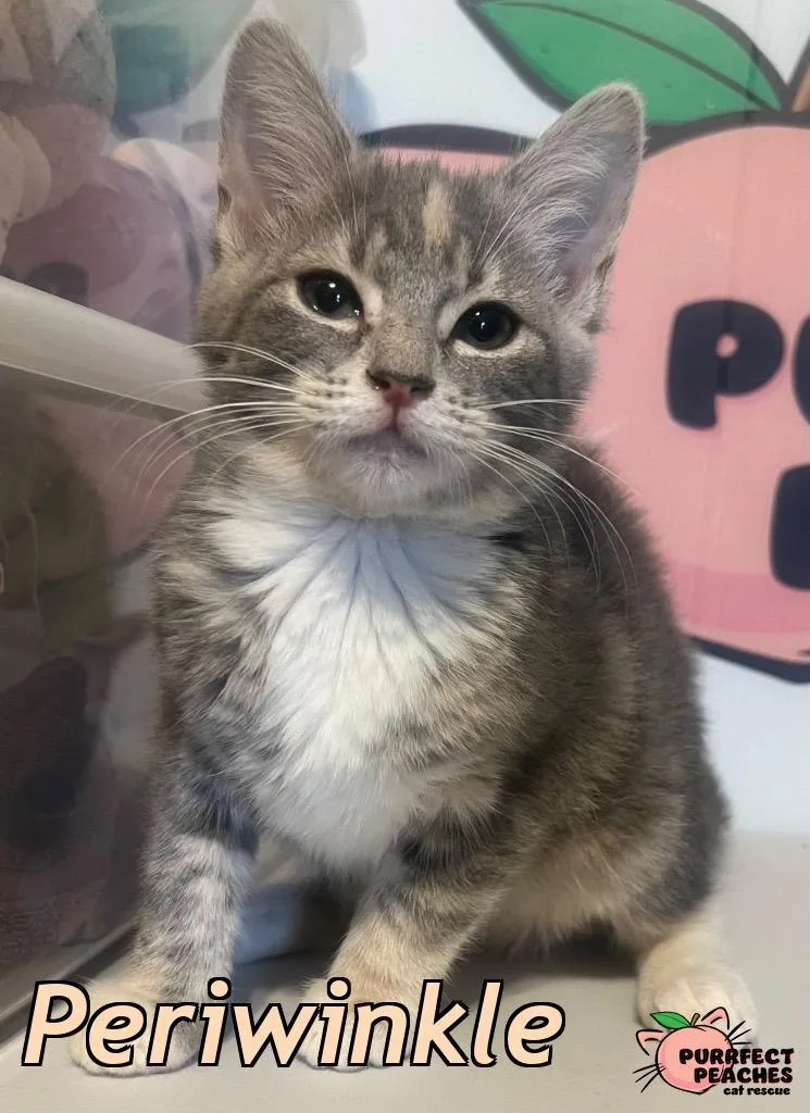 A baby medium-sized female Domestic Short Hair cat named Periwinkle for adoption in Douglasville, GA