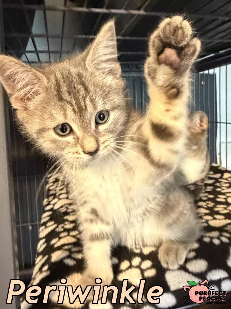 Periwinkle thumbnail 2