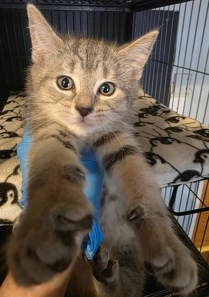 Periwinkle thumbnail 3