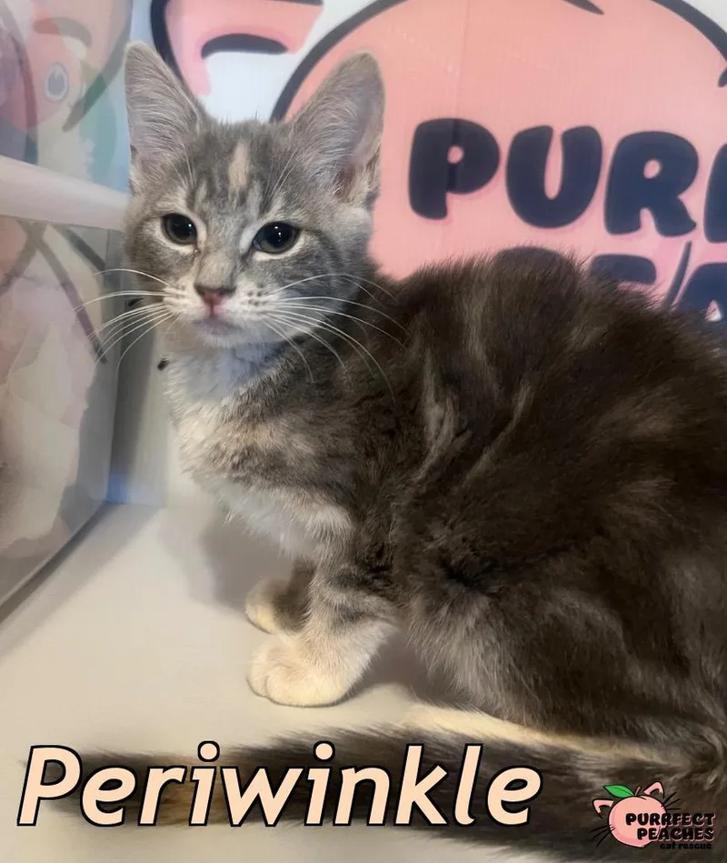 Periwinkle thumbnail 4