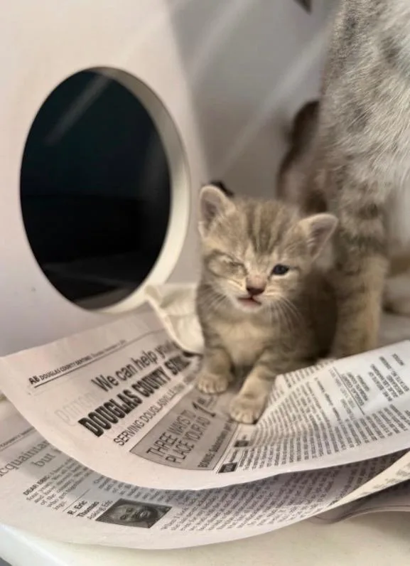 Periwinkle thumbnail 5