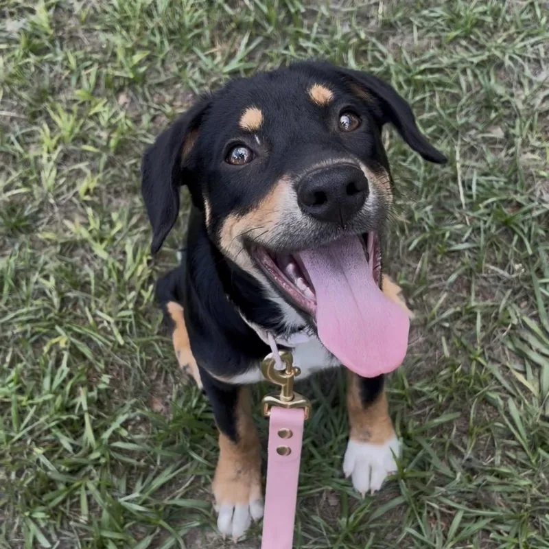A young medium-sized female Bicolor German Shepherd Dog dog named Maeve for adoption in Cleveland, TX
