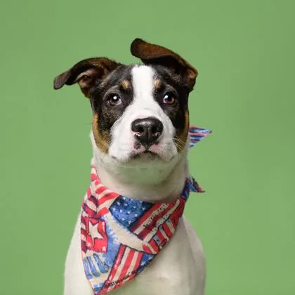 A young medium-sized female Mixed Breed dog named Dally for adoption in Atlanta, GA