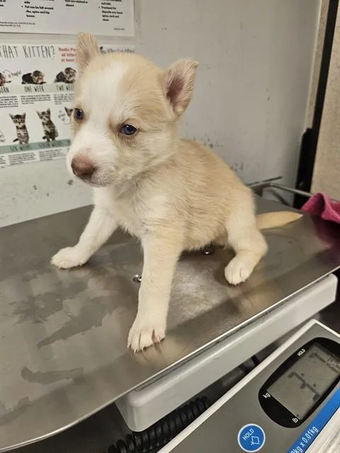 A baby large-sized female Husky dog named Wheaties for adoption in Baldwin Park, CA