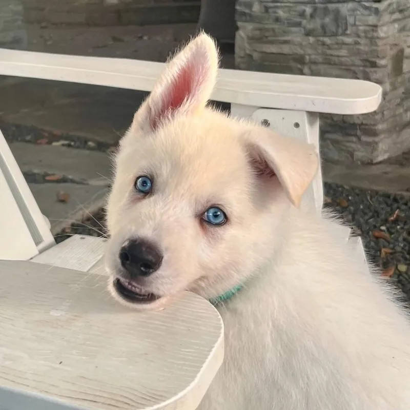 Xavier