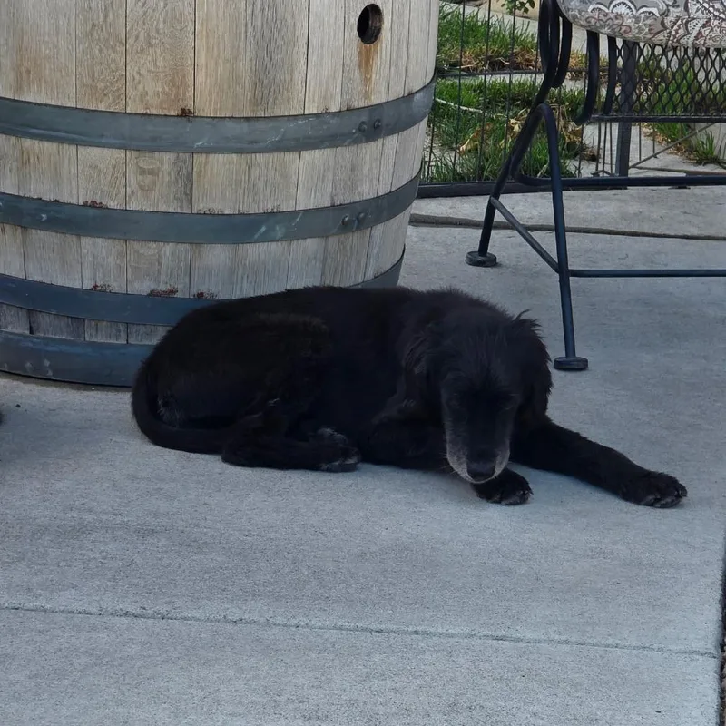 A senior small-sized female Black Poodle dog named Maggie for adoption in Reno, NV