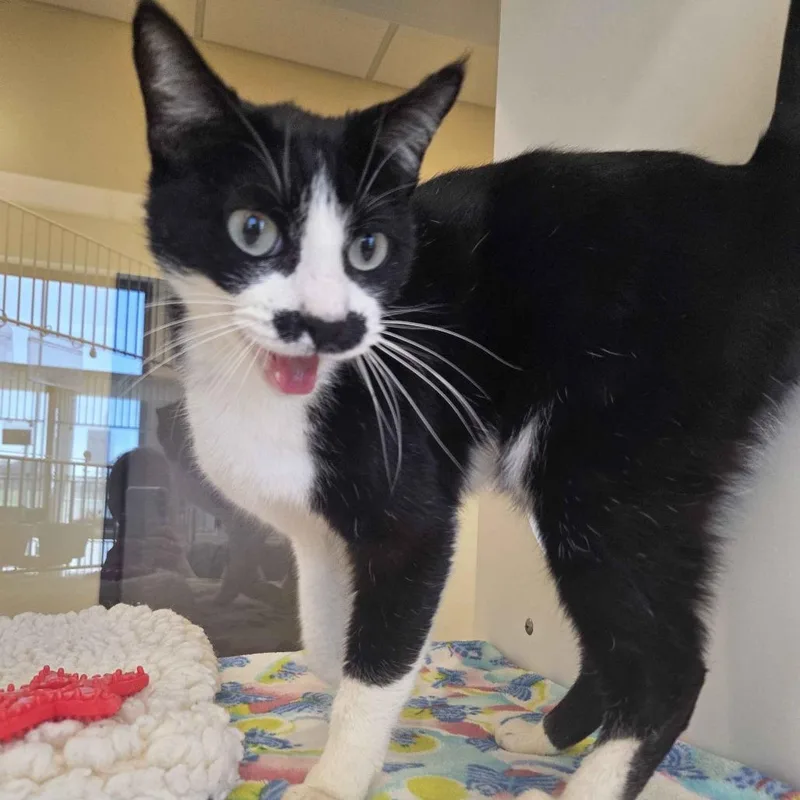 Mr. Moostache thumbnail 2