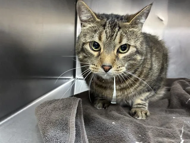 An adult small-sized male Domestic Short Hair cat named Luey for adoption in Salinas, CA