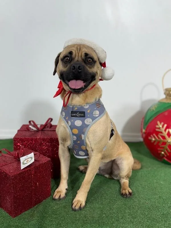 A young medium-sized male Yellow / Tan / Blond / Fawn Pug dog named Rocky for adoption in Carlsbad, CA