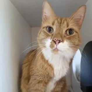 A senior large-sized male Tabby (Orange / Red) Domestic Short Hair cat named Danny for adoption in Phoenixville, PA