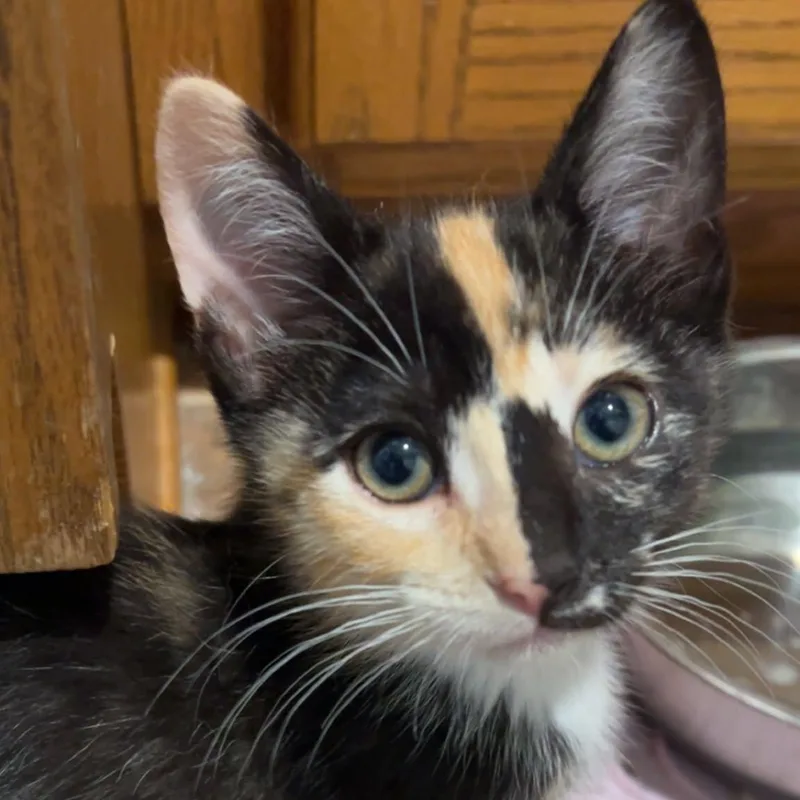 A baby small-sized female Calico Domestic Short Hair cat named Phoebe for adoption in Sedalia, MO