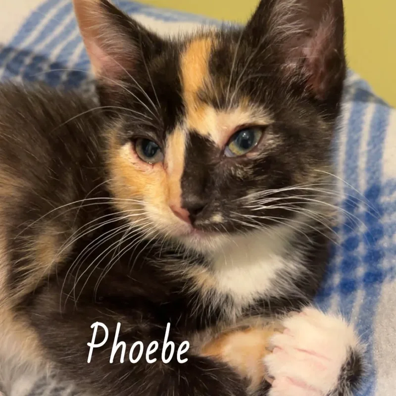 Phoebe thumbnail 2