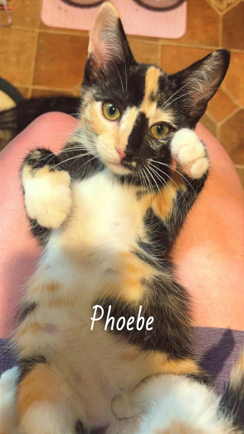 Phoebe thumbnail 3