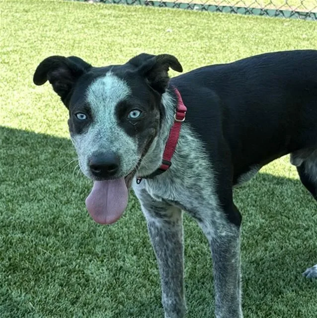 A young medium-sized male Australian Cattle Dog / Blue Heeler dog named Fergus for adoption in Statesville, NC