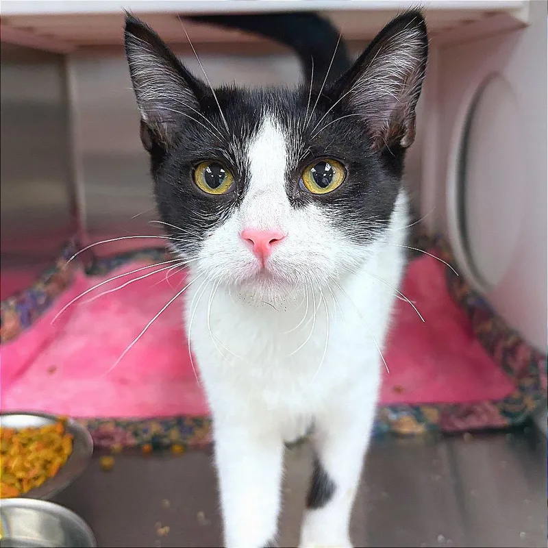 A young small-sized male Black Domestic Short Hair cat named Sage for adoption in Hannibal, MO