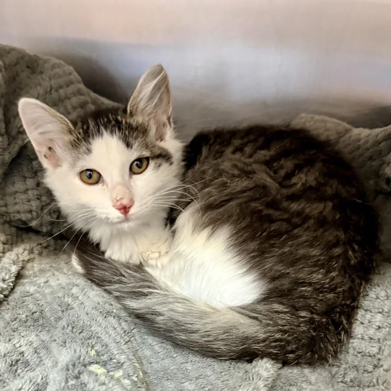 A baby small-sized female Gray / Blue / Silver Domestic Medium Hair cat named Wednesday for adoption in Palm Springs, CA