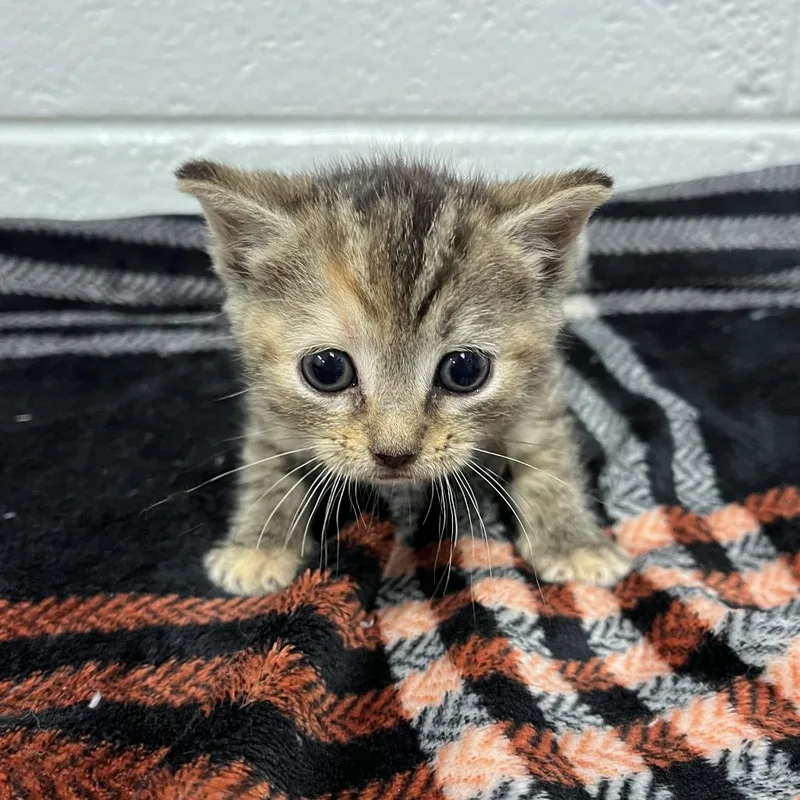 A baby small-sized female Brown / Chocolate Domestic Short Hair cat named Peaches for adoption in Spruce Pine, NC