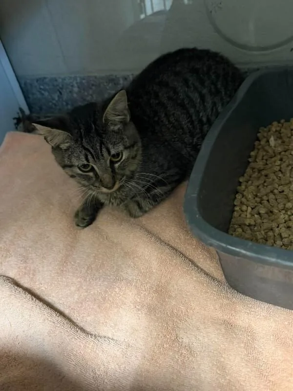 A young medium-sized male Domestic Short Hair cat named Ernest for adoption in Burgaw, NC