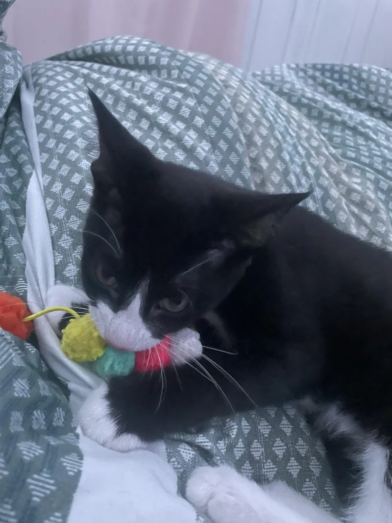 A baby medium-sized male Black & White / Tuxedo Domestic Short Hair cat named Rook for adoption in Walled Lake, MI