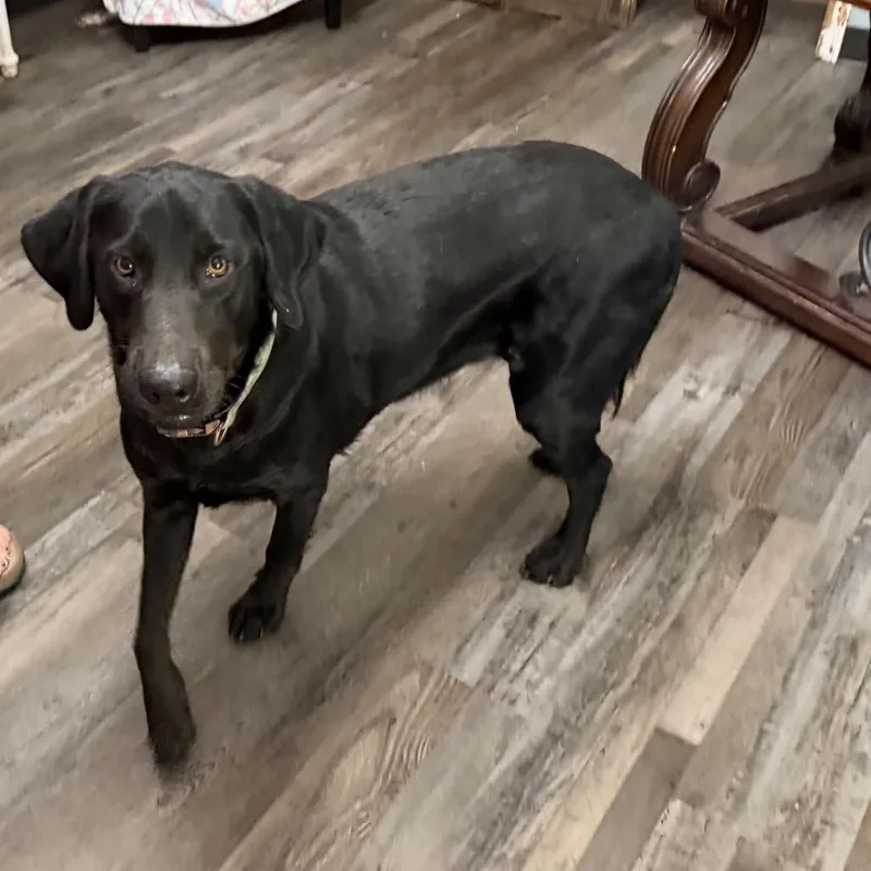 An adult large-sized female Black Labrador Retriever dog named Ellie May for adoption in Sequatchie, TN