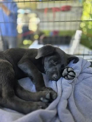 Blackie