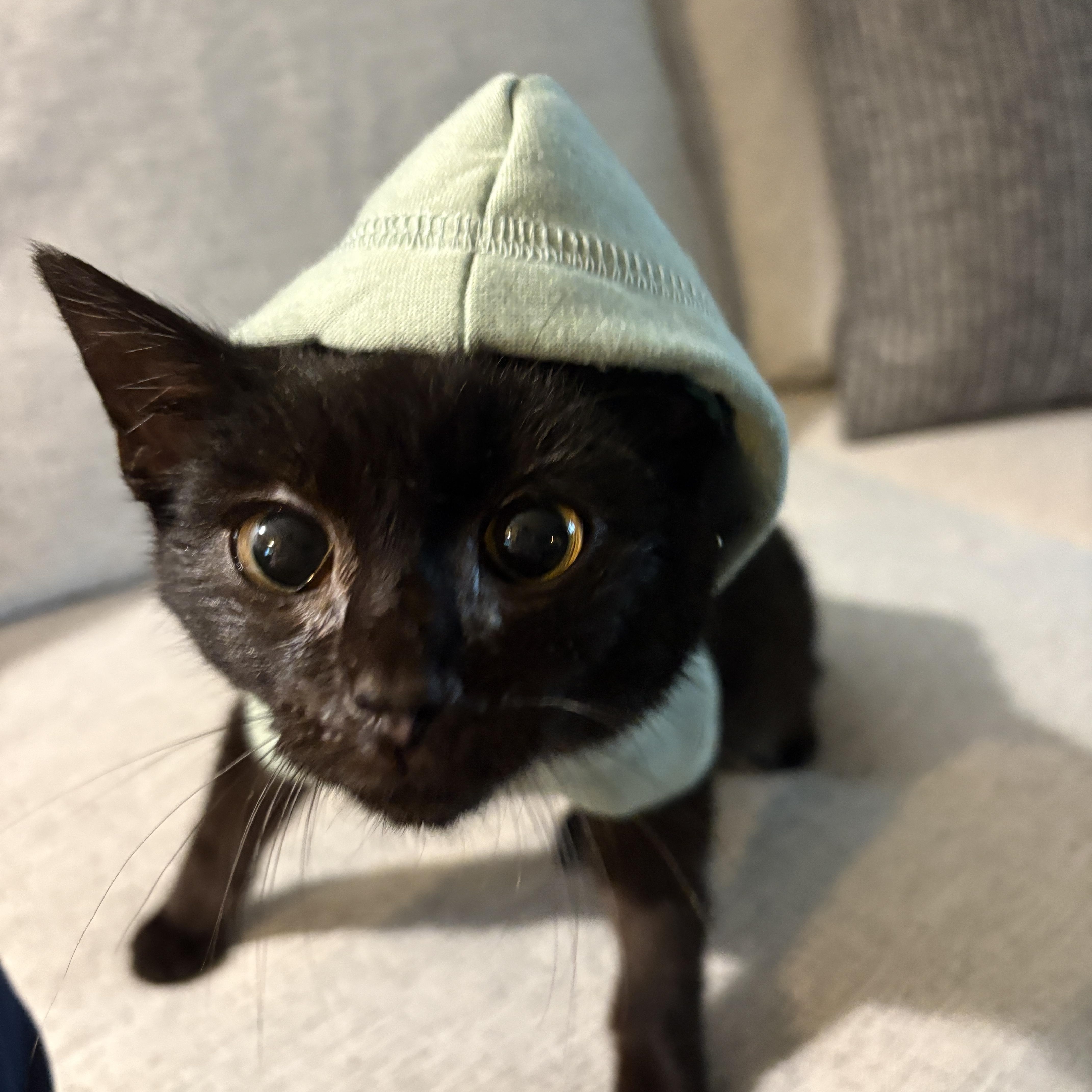 Paco thumbnail 2
