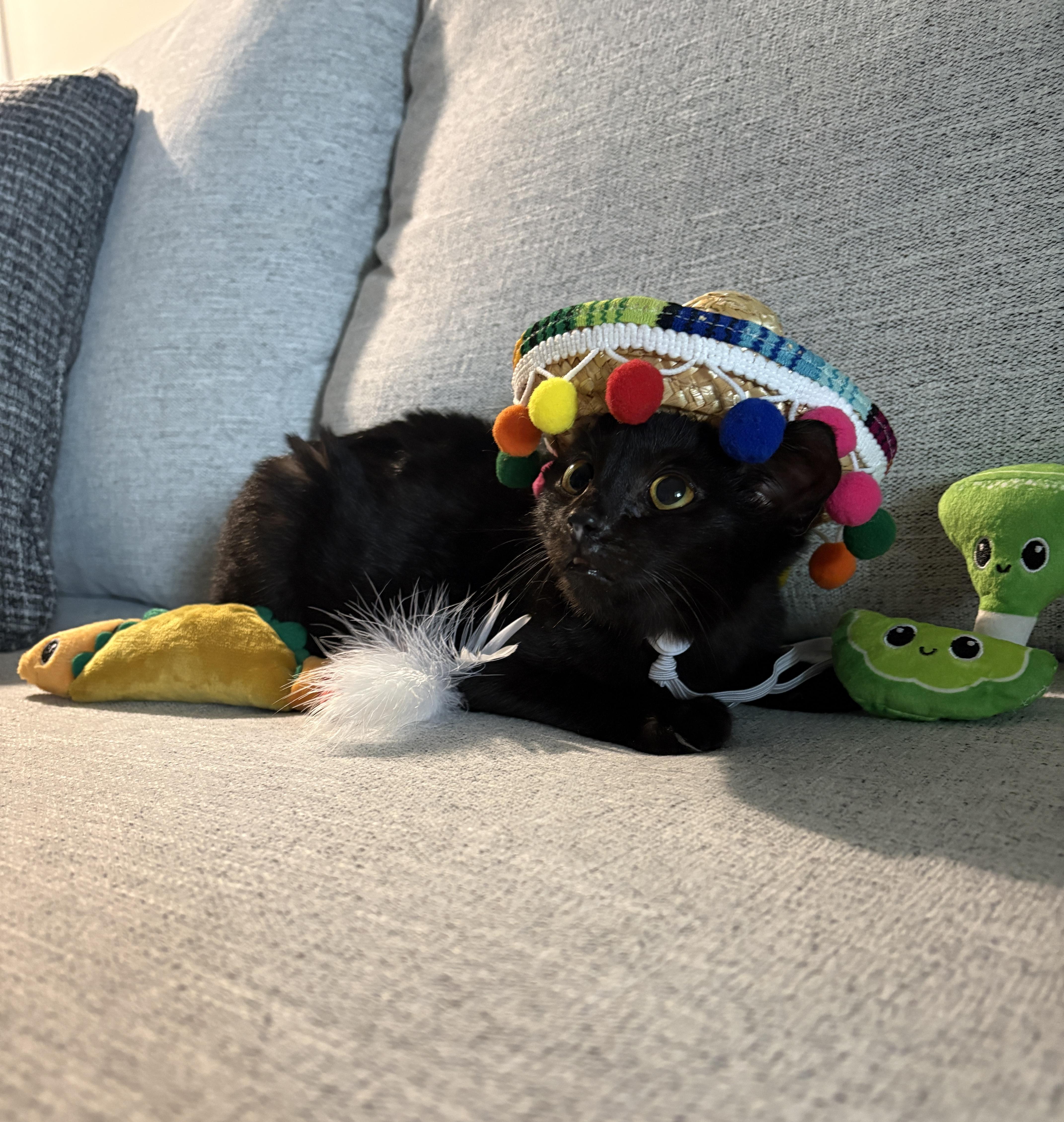 Paco thumbnail 3