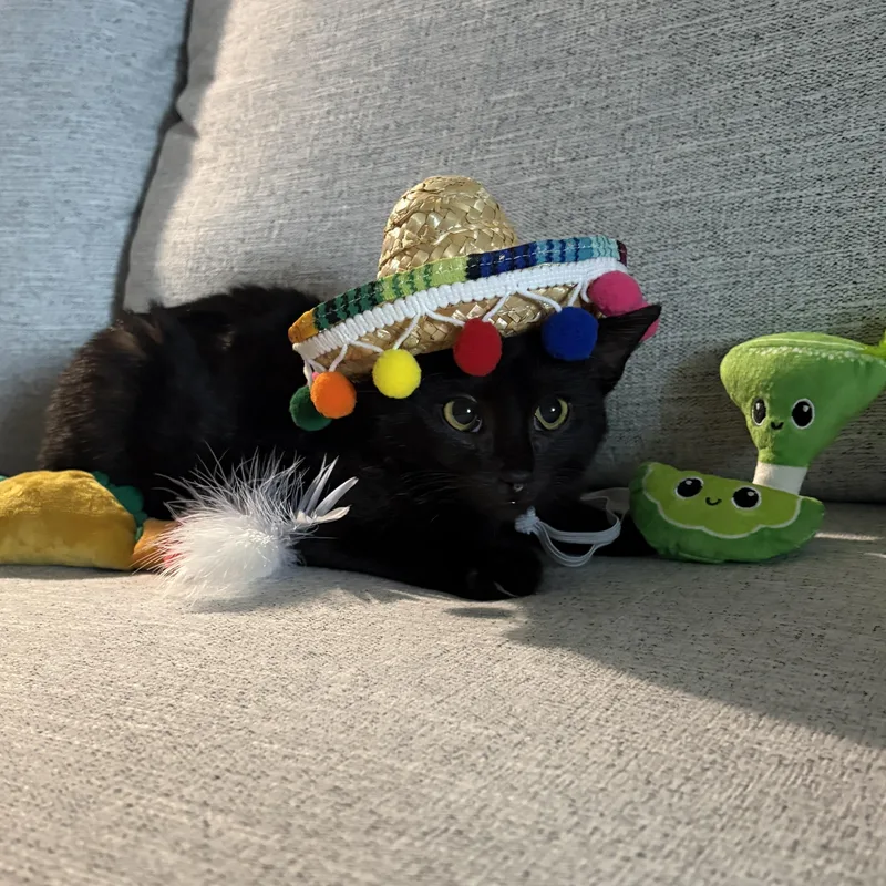 Paco thumbnail 5