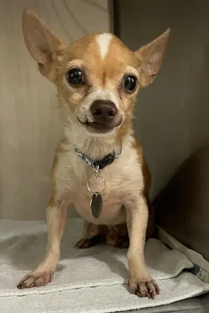 A senior small-sized male Chihuahua dog named Baby for adoption in Honolulu, HI