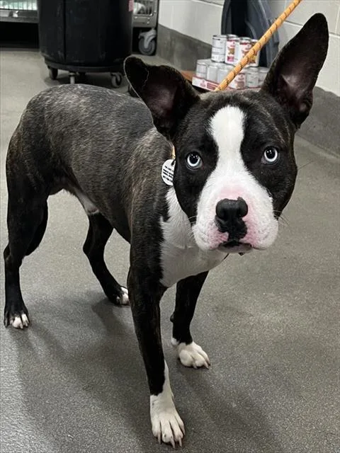 A young small-sized male Pit Bull Terrier dog named Quintrell for adoption in Upper Marlboro, MD