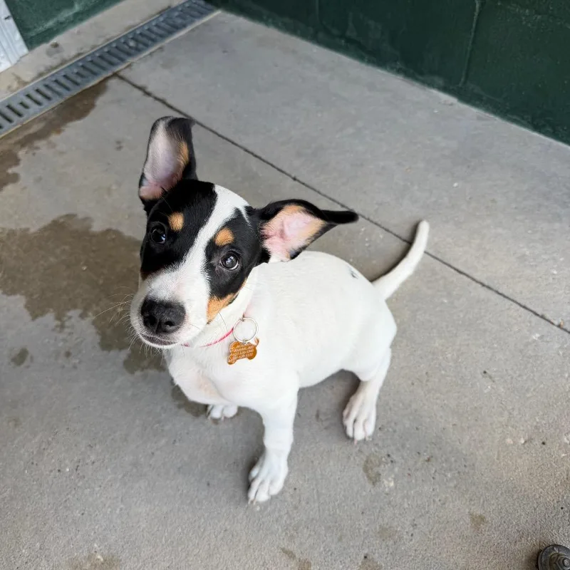 A baby small-sized male White / Cream Rat Terrier dog named Scooby Snack for adoption in Carencro, LA