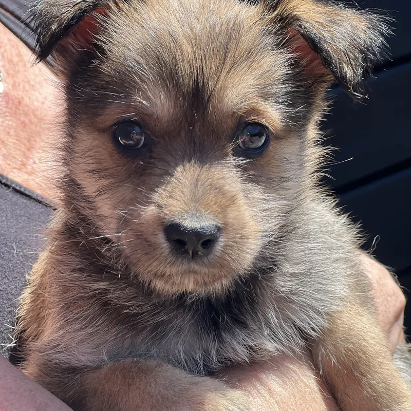 Clover~ Havanese Darling thumbnail 2