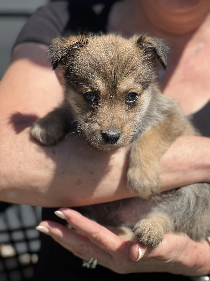 Clover~ Havanese Darling thumbnail 3