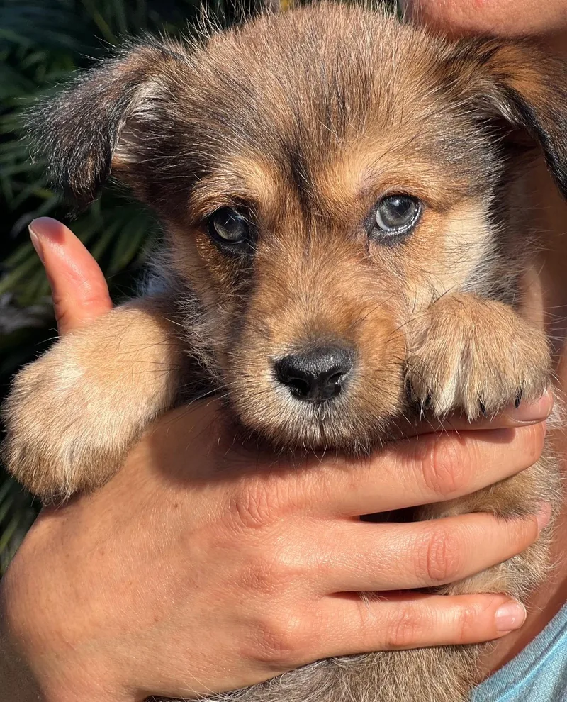 Clover~ Havanese Darling