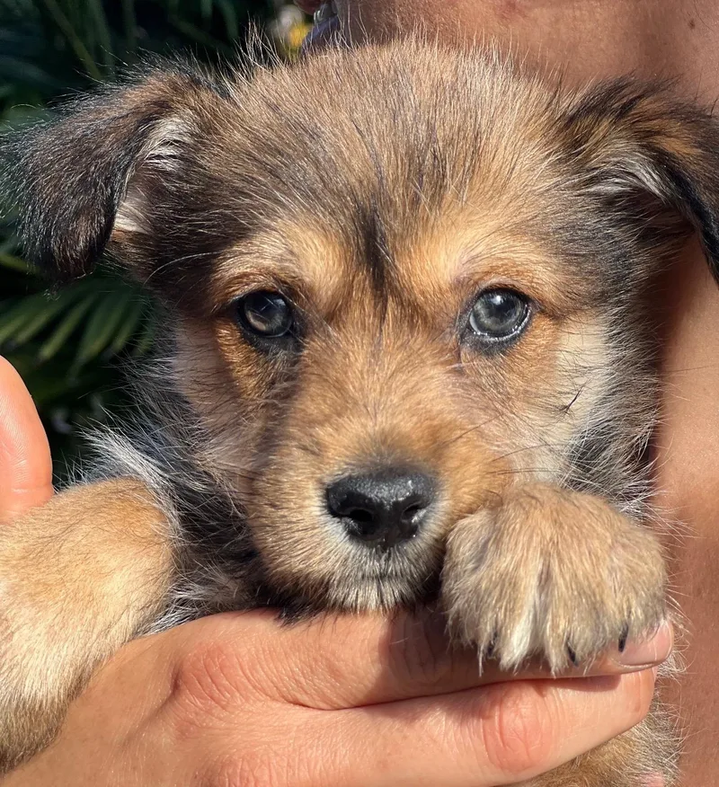 Clover~ Havanese Darling thumbnail 4