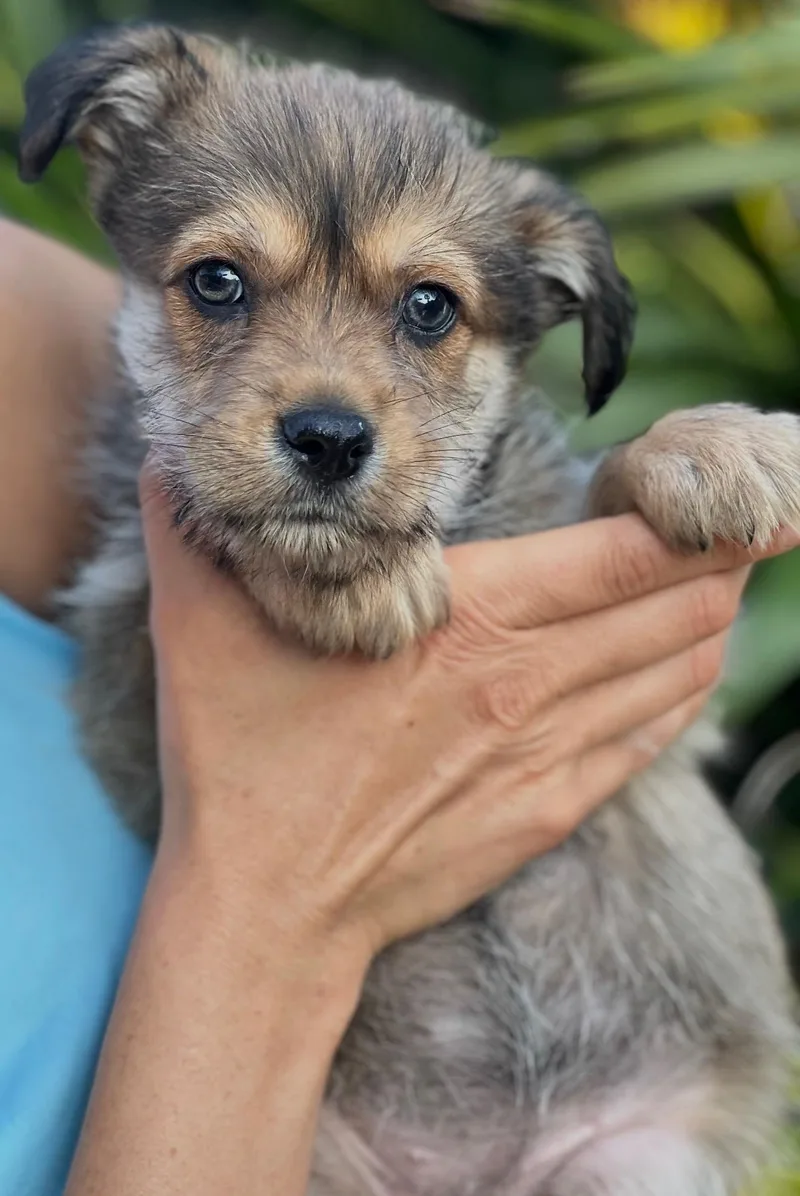 Clover~ Havanese Darling thumbnail 5