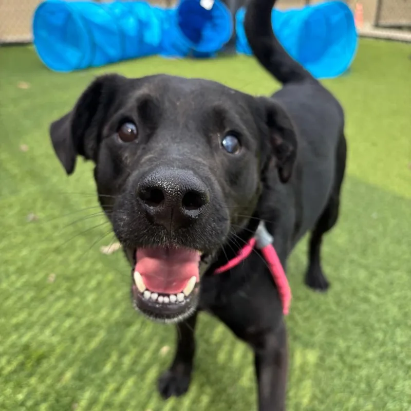 A young medium-sized male Black Mixed Breed dog named Moe for adoption in Washington Township, OH