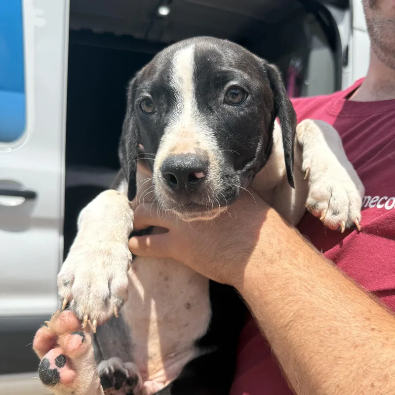 A baby medium-sized male White / Cream Mixed Breed dog named Daddy LongLegs for adoption in Columbia, SC