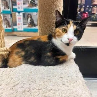A baby medium-sized female Calico Domestic Short Hair cat named Millie for adoption in Warr Acres, OK
