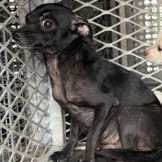 An adult small-sized female Chihuahua dog named Magnolia for adoption in Edinburg, TX