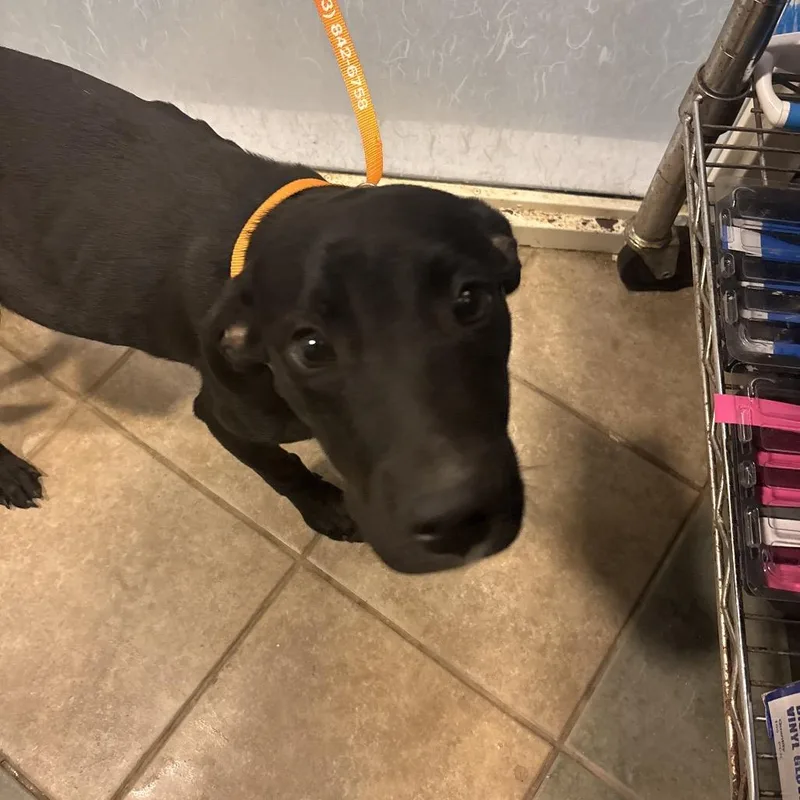 A young medium-sized male Black Mixed Breed dog named Christmas for adoption in Chattanooga, TN