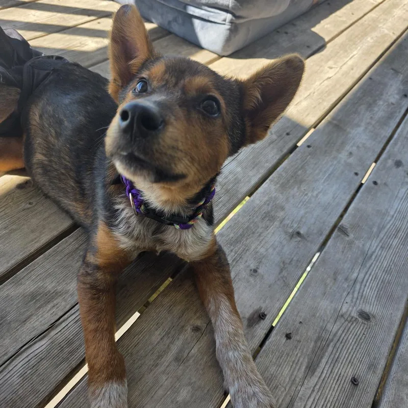 A baby small-sized female Black Mixed Breed dog named Penny for adoption in Buffalo, MN